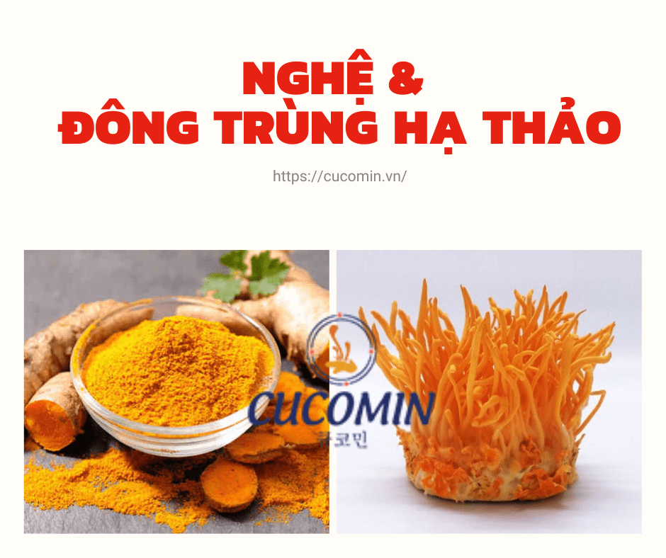 Sự kết hợp giữa nghệ đông trùng và nghê thông thường